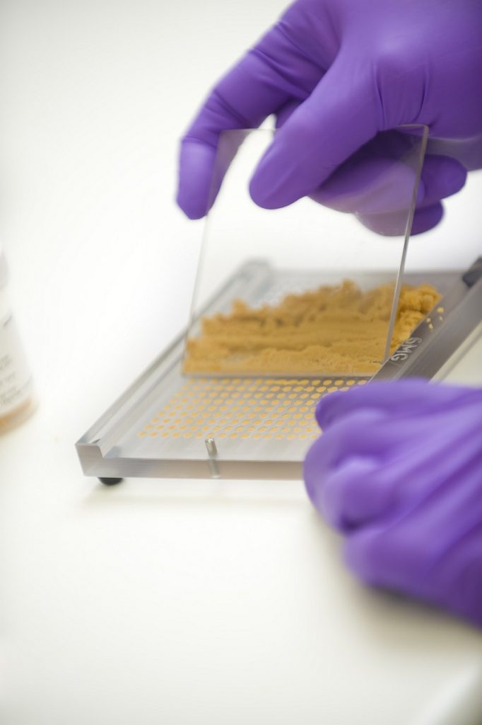 Das Untersuchungmaterial in Pulverform wird bei einer Genotypisierung mit einem Glasschaber durch ein Sieb gestrichen. 