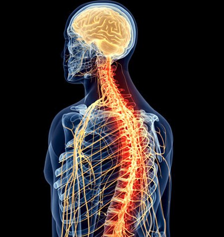 Abbildung des Verlaufs der Nervenbahnen im menschlichen Oberkörper