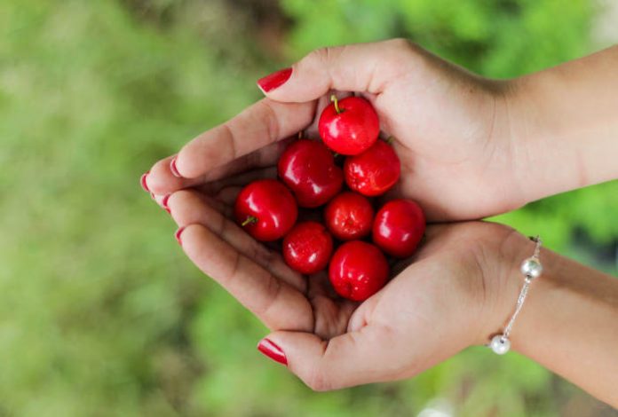 Rote Früchte in den Händen
