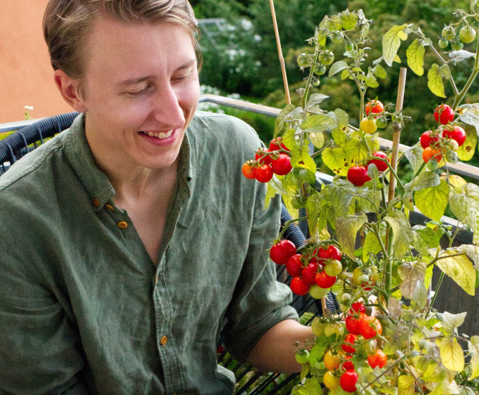 Ein Mensch schaut auf einen Topf mit einer Tomatenpflanze, an der auch Früchte hängen.