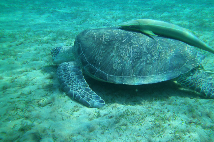 Das Bild zeigt eine große Meeresschildkröte auf dem Meeresgrund. Auf ihrem Panzer liegt ein Fisch. Der Meeresgrund besticht durch Algen.