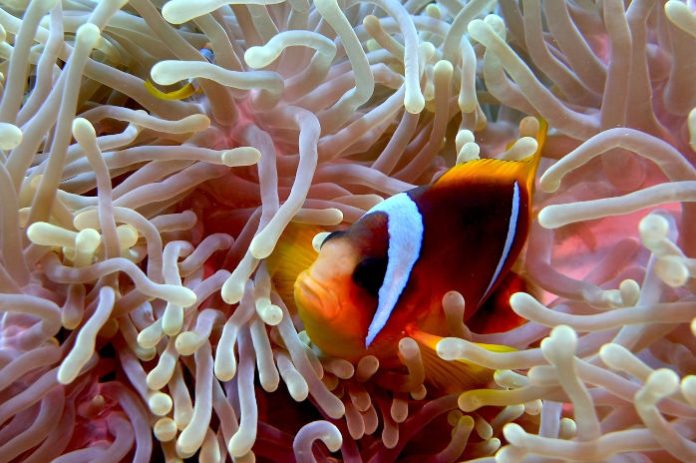 Ein Clownsfisch lukt hinter Korallenarmen im Meer hervor.