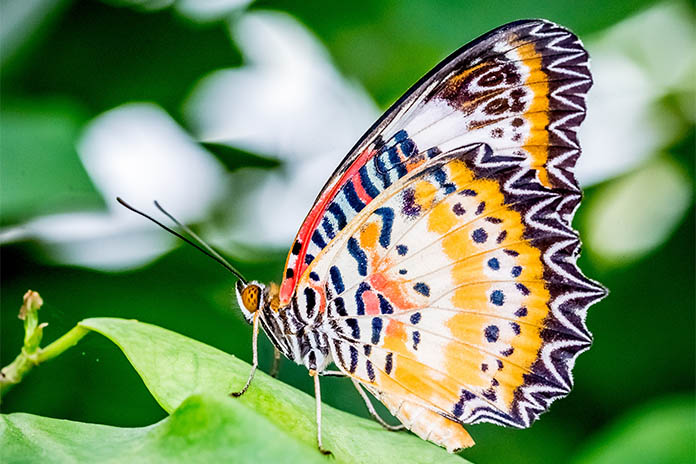 Ein Schmetterling in den Farben orange braun und schwarz-weiß mit unterschiedlichen Mustern sitzt auf einem Blatt. Der Hintergrund des Fotos ist leicht verschwommen.