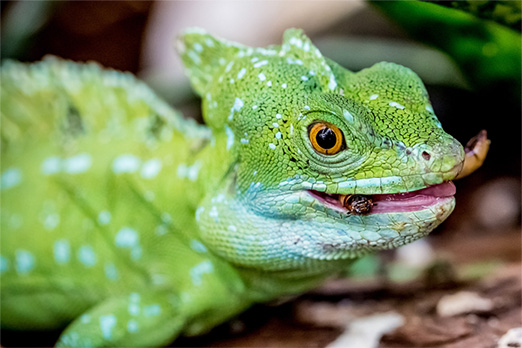 Ein liegender, grasgrüner Gecko. Er verspeist gerade ein Insekt. Sein Maul ist leicht geöffnet.