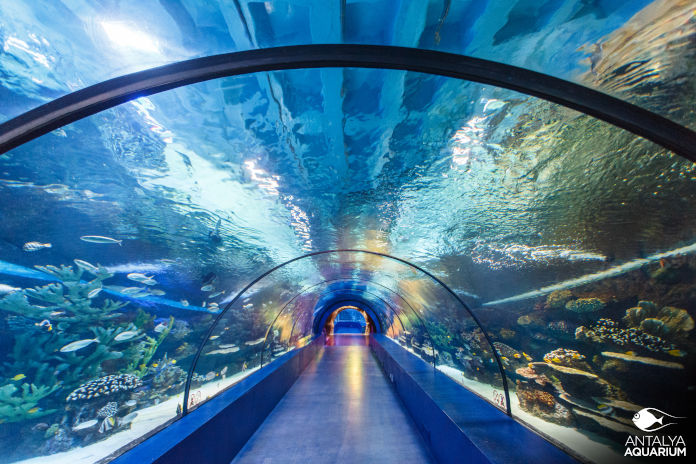 Ein breiter Unterwassertunnel eines Aquariums mit Fischen und Korallen.