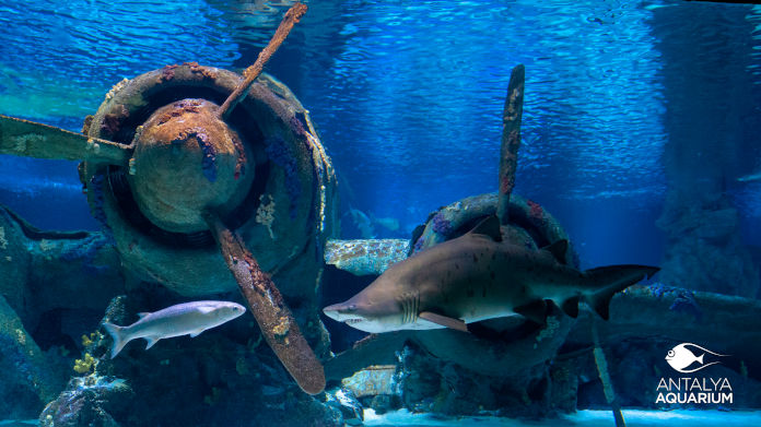 Ein Hai im Aquarium. Neben dem Hai schwimmt ein Fisch. Im Hintergrund ein altes Flugzeugwrack. 