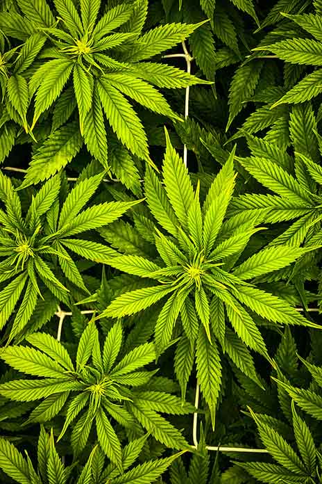 Mehrere Cannabispflanzen. Die Form der Blätter ist oval und nach oben spitzförmig. Die Farbe der Blätter ist hellgrün.