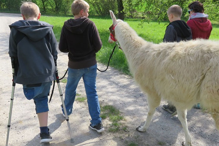 Eine Alpakawanderung. Ein Junge führt ein Alpaka am Zügel. Rechts vom Alpaka laufen zwei weitere Personen. Links von dem Jungen ein weiterer Junge mit Dysmelie am linken Bein. Er läuft an Gehilfen.
