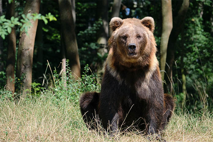 Ein großer Bär sitzend in einem Wald. Das Fell hat unterschiedliche Brauntöne.