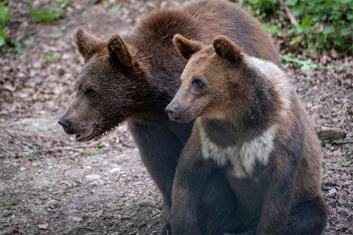 Zwei braune Bären nebeneinandersitzend. Der vordere Bär ist kleiner. Sie schauen zur Seite. 