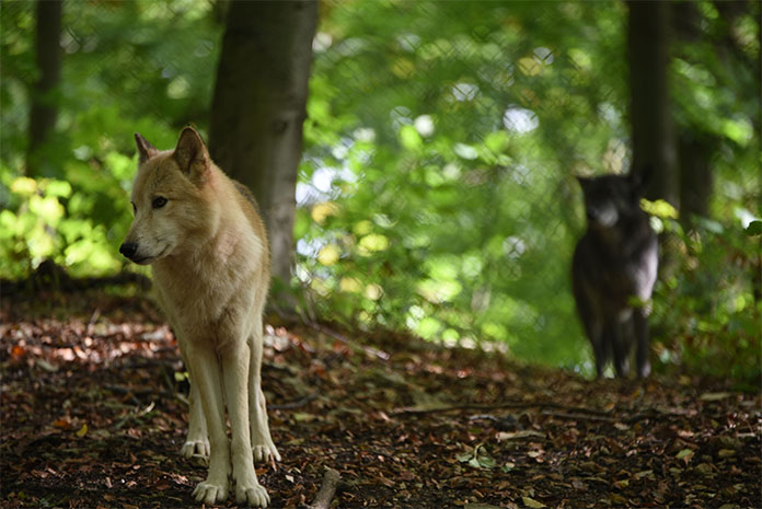 Zwei Wölfe in einem Wald. Im vorderen Bild ein beigefarbener und im hinteren ein schwarzer, leicht verschwommen. 
