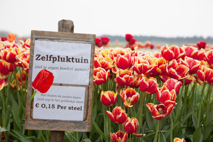Ein Tulpenfeld. Die Tulpen blühen in Farben rot gelb. Im Vordergrund ein Hinweisschild zum selbstpflücken der Tulpen gegen Gebühr.