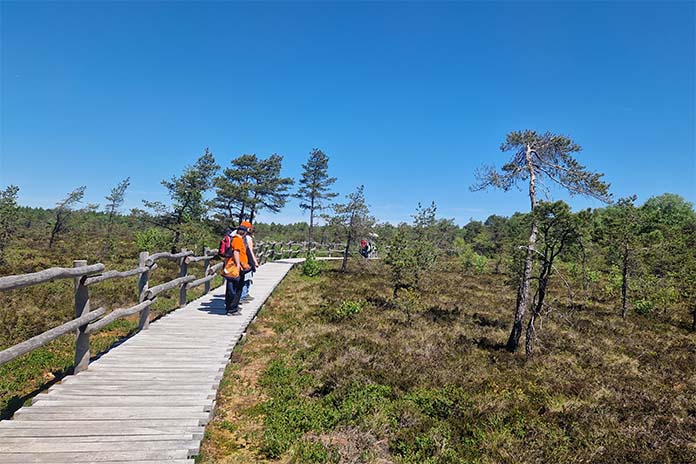 Ein Holzbohlenweg mit Geländer in einem Naturlehrpfad. Auf dem Weg stehen zwei Personen. Es ist Sommer und hellblauer Himmel. 