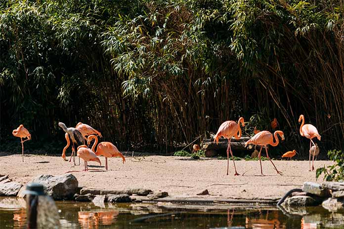 Flamingos an einem See im Grugapark Essen.