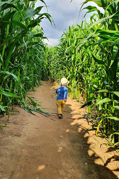 Ein kleiner Junge läuft auf einem Weg durch ein Maisfeld. 