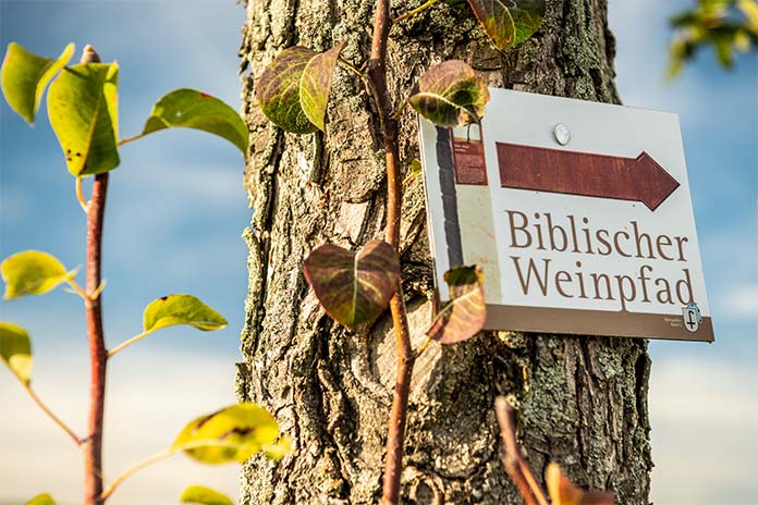 Ein Baumstamm. Daran ist ein Schild mit der Aufschrift Biblischer Weinpfad und ein Pfeil in Richtung rechts befestigt.