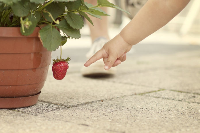 Eine kleine Kinderhand. Das Kind zeigt mit seinem Zeigefinger auf eine reife herunterhängende Erdbeere, die sich in einem Pflanztopf befindet.