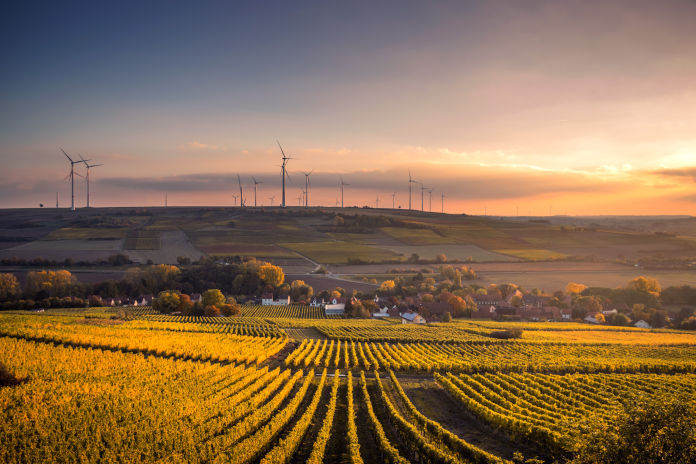 Eine Landschaft, geprägt von Weinfeldern, in warmes Licht getaucht. Im Hintergrund befinden sich Häuser sowie Windräder.
