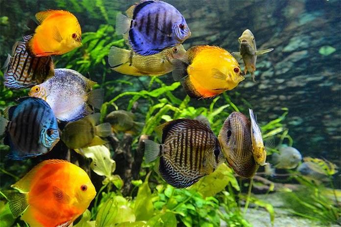Mehrere bunte Fische in einem Aquarium. Dazwischen befinden sich Algen.