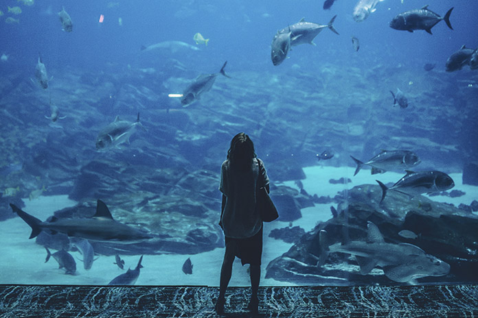 Ein Kind steht vor einer großen Scheibe eines Aquariums. Hinter der Scheibe befinden sich mehrere große Fische, wie Haie und weitere.