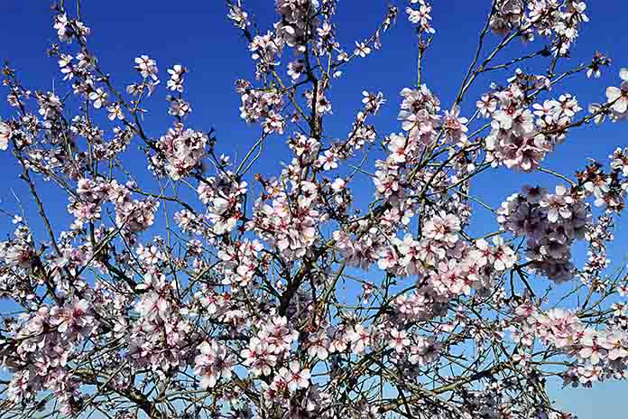 Ein blühender Mandelbaum. Die Blüten sind in zarten weiß und Rosatönen. Der Himmel zeigt sich in Blautönen.